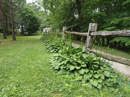 Schoepfle Garden - Birmingham, Ohio - Hosta along fence