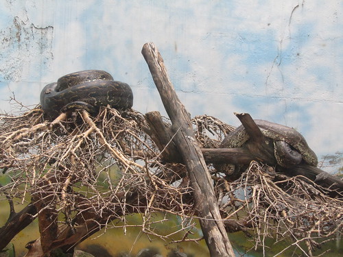 More snakes. Snake Park in Nairobi National Museum