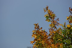			Klaus Naujok posted a photo:	No red leaves, but some good yellow and orange instead.