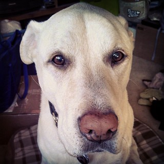 Zeus says Good Morning and Happy Hump Day! #dogstagram #love #bigdog