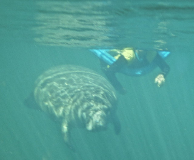 swimming with manatee