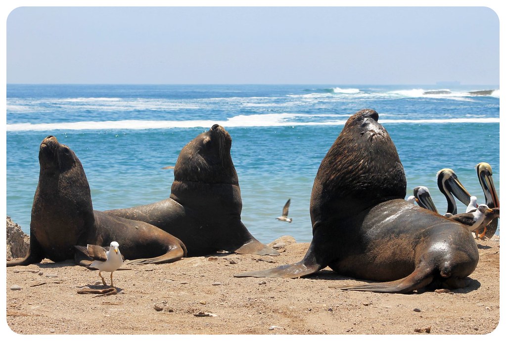 11 sea lions in iquique
