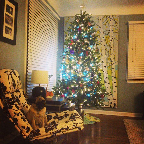 Koko at Christmas 2013