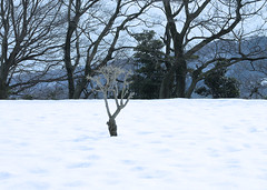 2014.Feb.7sping snow 春の雪