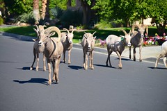 Big Horn Sheep in La Quinta