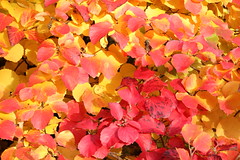 Autumn Colours in Sheffield Park