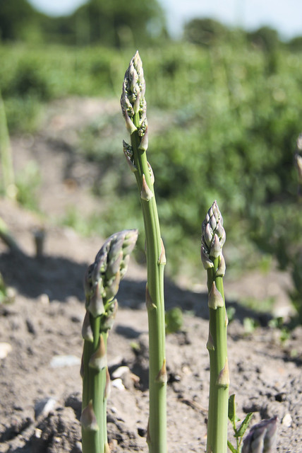 Pick your own asparagus