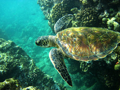 夏威夷Maui 5-26 to 6-1-2013 Sea Turtles