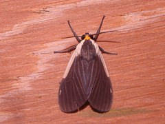 Tiger Moths - (sub)family Arctiini (family Erebidae)