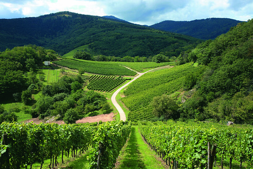Alsace Wine trail Vosges France