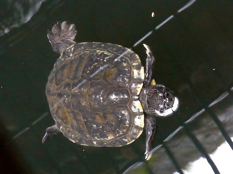 Mandapeshwar Caves - Turtle in the water tank