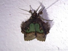 Owlet Moths - Family Noctuidae