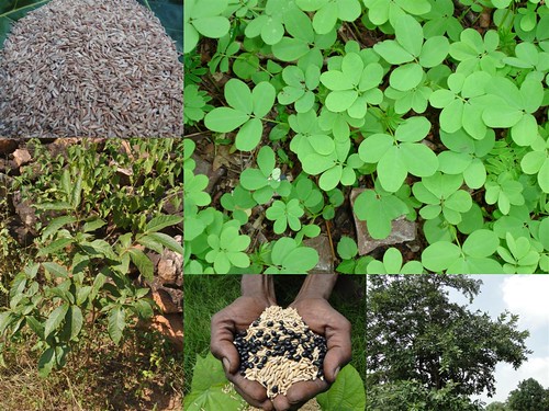 Potential Medicinal Rice Formulations for Cancer and Diabetes Complications and Revitalization of Pancreas (TH Group-129) from Pankaj Oudhia’s Medicinal Plant Database by Pankaj Oudhia