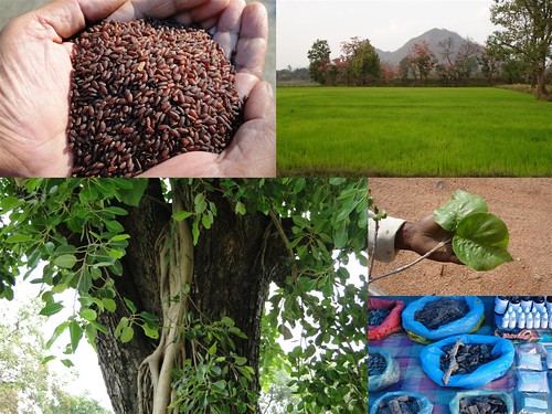 Validated and Potential Medicinal Rice Formulations for Diabetes (Madhu Prameha) and Cancer Complications and Revitalization of Kidney (TH Group-180) from Pankaj Oudhia’s Medicinal Plant Database by Pankaj Oudhia