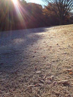 芝生一面霜が降りる師走