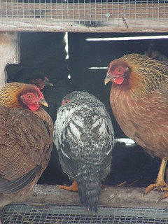chicken ladies stay off the snowy ground