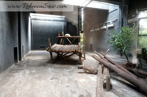 Chengdu - Panda Breeding Farm-043