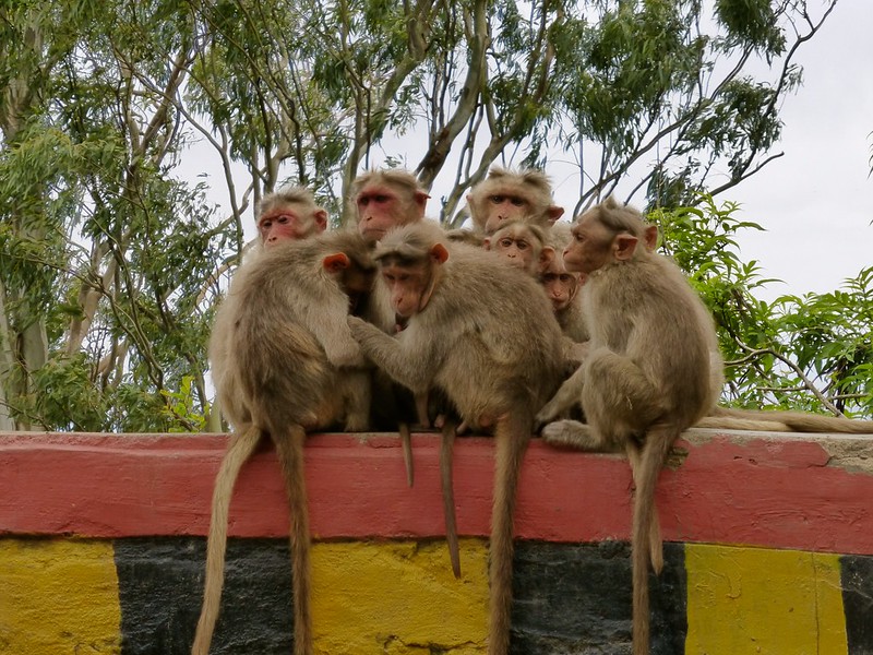 Cycling to Nandi Hills - the climb - monkeys huddling