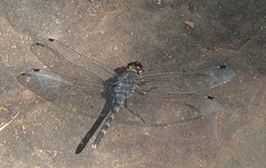 India - Dragonflies