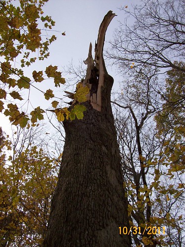 oak trunk is world's tallest stump