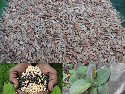 Validated Medicinal Rice Formulations for Diabetes and Cancer Complications and Revitalization of Pancreas (TH Group-135) from Pankaj Oudhia’s Medicinal Plant Database by Pankaj Oudhia