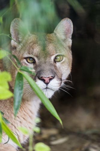 Cougar in the vegetation, looking at me... by Tambako the Jaguar
