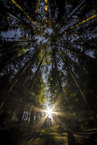 Sun in the forest by Zdenek Papes