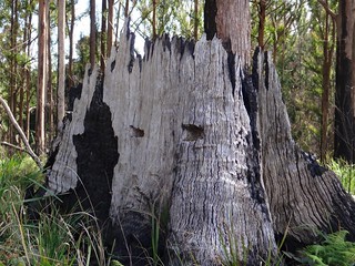 Logging Stump