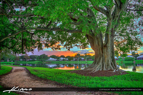 Bayan Tree Suset at Neighborhood Lake by Captain Kimo
