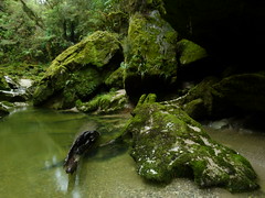 Cave Creek, Kotihotiho