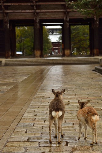 Mother and child of the deer in front of Nandaimon Gate of Todai-ji temple.