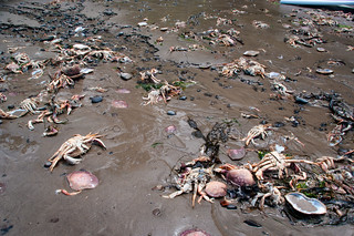 Dead Crab
beach