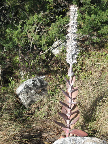 Kalanchoe thyrsiflora - Mount Garuso by tonrulkens