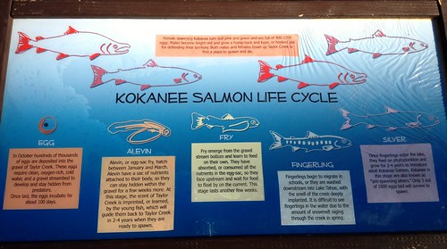 Red Kokanee Salmon life cycle, Lake Tahoe