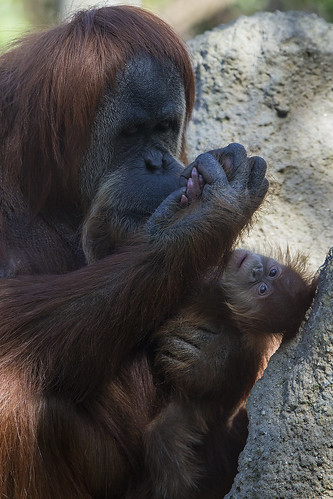 A Mother's Love by San Diego Zoo Global