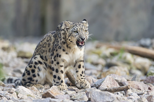 Snow leopard with funny and angry expression by Tambako the Jaguar