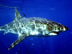 大白鯊是華盛頓公約附錄Ⅱ保護物種，也上了台灣民眾的餐桌。（圖片來源：荒野保護協會）