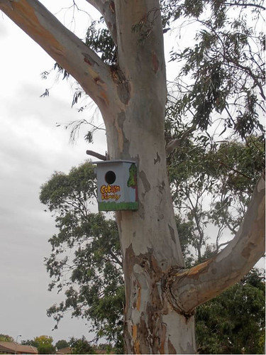 Nestboxes in trees