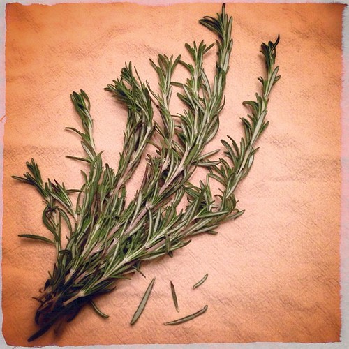 #fmsphotoaday December 10 - R is for... Rosemary