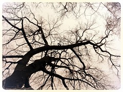 Alberi / Trees & C.