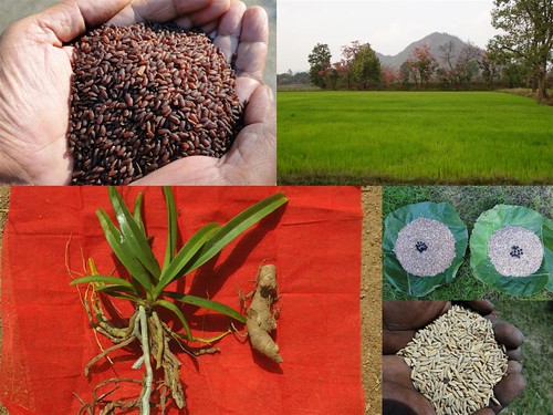 Validated and Potential Medicinal Rice Formulations for Hypertension and/with Diabetes mellitus Type 2 Complications (TH Group-268) from Pankaj Oudhia’s Medicinal Plant Database by Pankaj Oudhia
