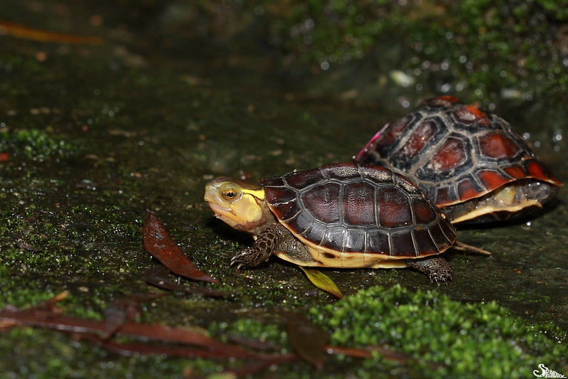 食蛇龜，圖片來源： 林哲安
