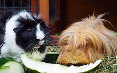 Guinea Pigs Lotje And Flappie