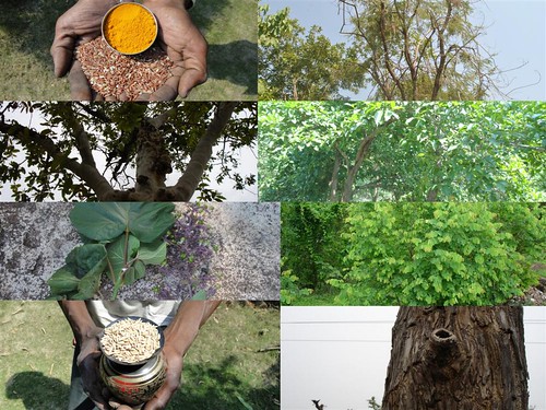 Medicinal Rice Formulations for Diabetes Complications and Heart Diseases (TH Group-15) from Pankaj Oudhia’s Medicinal Plant Database by Pankaj Oudhia
