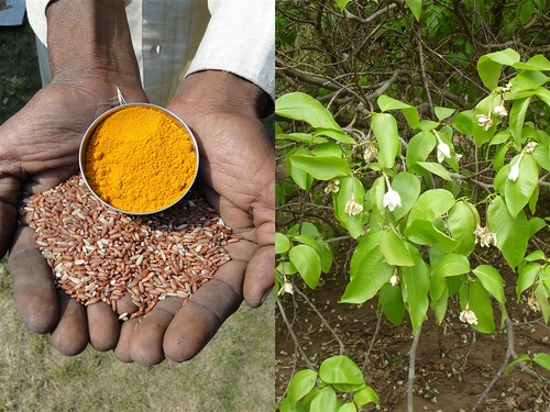 Medicinal Rice Formulations for Diabetes Complications and Heart Diseases (TH Group-40) from Pankaj Oudhia’s Medicinal Plant Database by Pankaj Oudhia