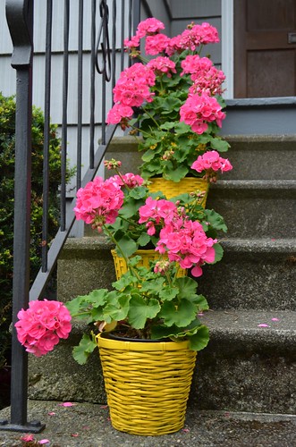 pink geranium stack