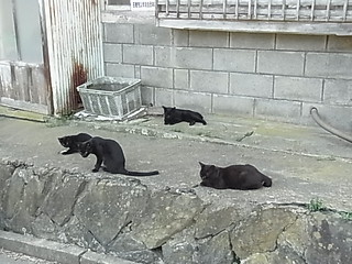 黒猫軍団