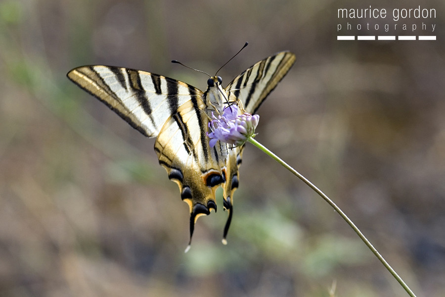 scarce swallowtail-ceret_DSC4693