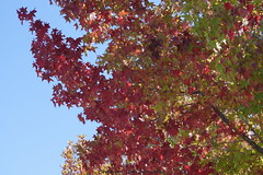 			Klaus Naujok posted a photo:	Finally  a tree in my neighborhood with some red leaves.