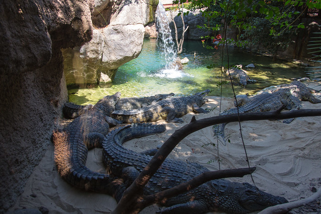 Bioparc Fuengirola Niilin krokotiili Nile crocodile